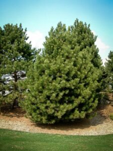 Сосна Чёрная (Pinus Nigra) купить по цене от 270.00р. в интернет-магазине «Посадика» с доставкой почтой в в Новоульяновске и по всей России – [изображение №1].