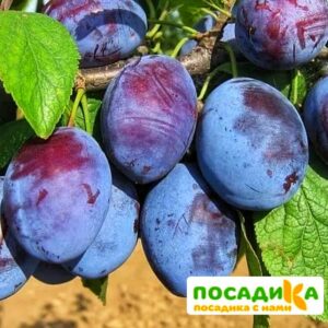 Слива Чачакская ранняя купить по цене от 229.00р. в интернет-магазине «Посадика» с доставкой почтой в в Новоульяновске и по всей России – [изображение №1].