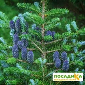 Пихта корейская (Abies koreana) купить по цене от 450.00р. в интернет-магазине «Посадика» с доставкой почтой в в Новоульяновске и по всей России – [изображение №1].