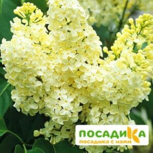 Сирень Примроуз (Primrose) купить по цене от 529.00р. в интернет-магазине «Посадика» с доставкой почтой в в Новоульяновске и по всей России – [изображение №1].