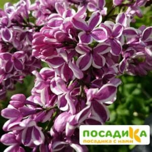 Сирень Сенсация купить по цене от 529.00р. в интернет-магазине «Посадика» с доставкой почтой в в Новоульяновске и по всей России – [изображение №1].