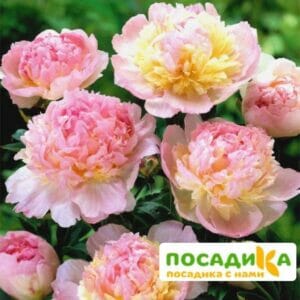 Пион Распберри Сандей (Paeonia Raspberry Sundae) купить по цене от 959р. в интернет-магазине «Посадика» с доставкой почтой в в Новоульяновске и по всей России – [изображение №1].