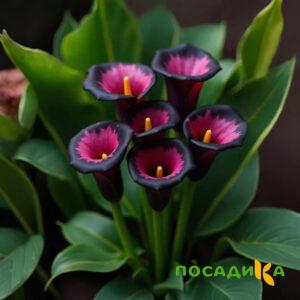 Калла Аура Лейс купить по цене от 400р. в интернет-магазине «Посадика» с доставкой почтой в в Новоульяновске и по всей России – [изображение №1].