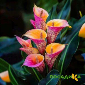 Калла Оникс купить по цене от 450р. в интернет-магазине «Посадика» с доставкой почтой в в Новоульяновске и по всей России – [изображение №1].