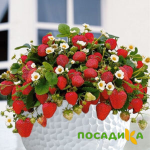 Клубника Рубиновый Шепот (горшечная) купить по цене от 240р. в интернет-магазине «Посадика» с доставкой почтой в в Новоульяновске и по всей России – [изображение №1].