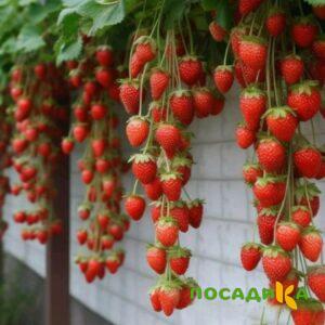 Клубника вьющаяся Комплимент купить по цене от 470р. в интернет-магазине «Посадика» с доставкой почтой в в Новоульяновске и по всей России – [изображение №1].