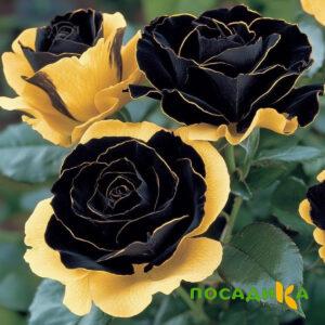 Роза Ханни Сикл купить по цене от 700р. в интернет-магазине «Посадика» с доставкой почтой в в Новоульяновске и по всей России – [изображение №1].