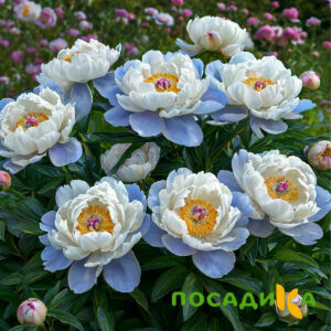 Пион акварельный Этюд купить по цене от 806р. в интернет-магазине «Посадика» с доставкой почтой в в Новоульяновске и по всей России – [изображение №1].