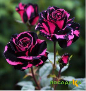 Роза Багровый Шепот купить по цене от 366р. в интернет-магазине «Посадика» с доставкой почтой в в Новоульяновске и по всей России – [изображение №1].