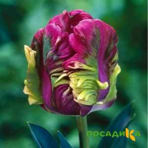 Тюльпан Экзотик Хэвен купить по цене от 186р. в интернет-магазине «Посадика» с доставкой почтой в в Новоульяновске и по всей России – [изображение №1].